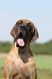 DOGUE ALLEMAND 060